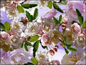 Graficzne kwiaty wiśni