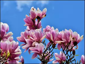 Kwiaty magnolii w wiosennym słońcu