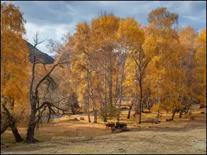 Rzeka z jesiennymi drzewami i krowami na polanie
