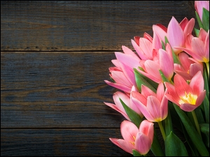 Wiązanka różowych wiosennych tulipanów