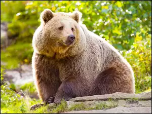 Niedźwiedź siedzi na skale
