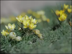 Kwiaty żółtych krokusów