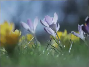 Liliowe i żółte krokusy kwitną w trawie
