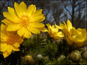 Żółty miłek wiosenny