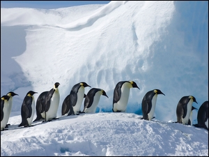 Szereg cesarskich pingwinów w śniegach Antarktydy