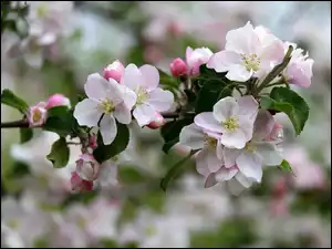 Gałązka z kwiatami jabłoni