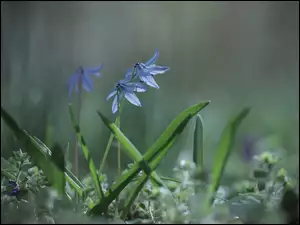 Niebieskie kwiaty cebulicy syberyjskiej pośród innych roślinek