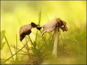 Poszarpane grzyby w trawie