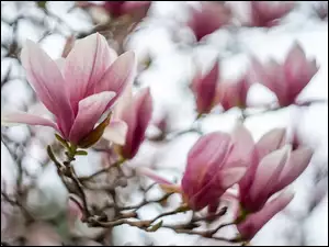 Bladoróżowe kwiaty wiosenne magnolii