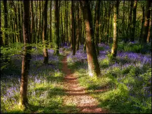 Ścieżka w lesie z wiosennymi kwiatami