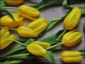 Żółte tulipany położone na tkaninie