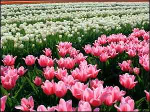 Plantacja kolorowych tulipanów