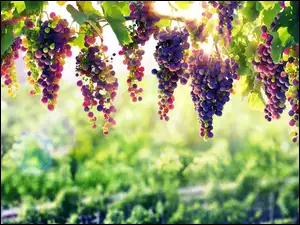 Kiście winogron kolorowych