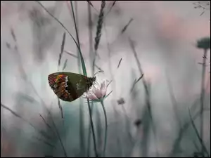 Motyl z kwiatkiem