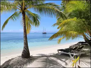 widok na morze z palmami na brzegu