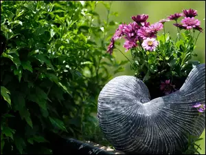 Kwiaty w doniczce w kształcie muszli