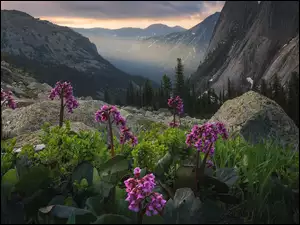 Kwiaty obok omszałych kamieni w górach