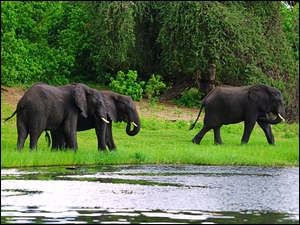 Trzy słonie nad rzeką