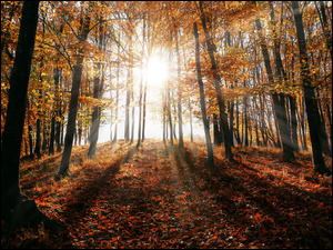 Promienie słońce między jesiennymi drzewami w lesie