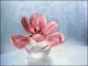 Różowy tulipan w wazoniku