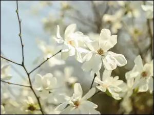 Białe magnolie kwitnące