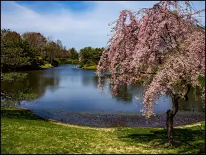 Missouri Botanical Garden w Saint Louis w Stanach Zjednoczonych