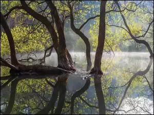 rzeka w lesie wiosną