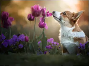 Pies z kolorowymi kwiatami