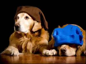 Dwa psy golden retriever w kapeluszach