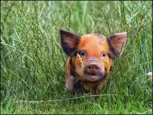 Kolorowa świnka w trawie