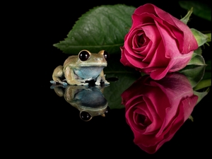 Żaba przy róży w odbiciu
