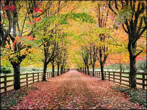 Jesień, Drzewa, Ogrodzenie, Park, Liście, Opadłe, Droga