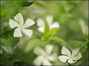 Białe kwiaty barwinka