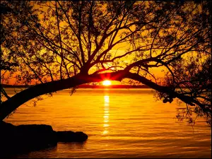 Zachód słońca nad pochyłym drzewem i jeziorem