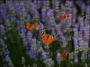 Rusałka osetnik, Kwiaty, Lawenda, Motyle