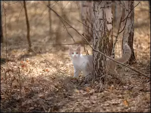 Kot w brzozowym lesie