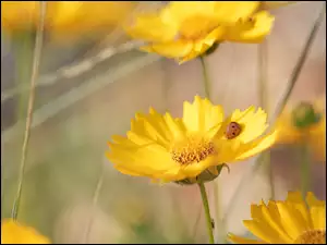 Biedronka, Nachyłek wielkokwiatowy, Żółte, Kwiaty