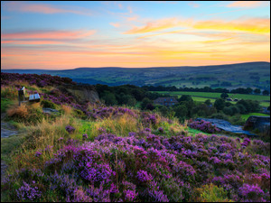 Kwiaty, Anglia, Ławka, Wrzosowisko, Zachodnie Yorkshire, Przyroda, Wrzosy, Norland Moor