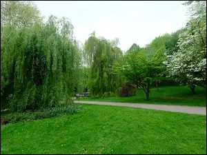Wiosna, Park, Wierzba, Ścieżka, Drzewa, Trawnik