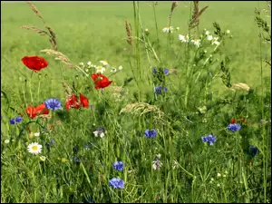 Łąka porośnięta różnorodnymi kwiatami