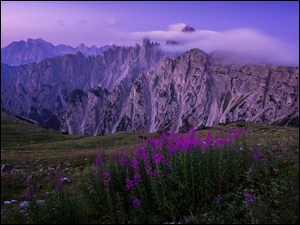 Krwawnica pospolita, Prowincja Belluno, Kwiaty, Mgła, Fioletowe, Dolomity, Pasmo górskie Cadini di Misurina, Włochy, Góry Alpy