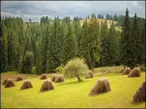 Kopy siana na polu przy lesie