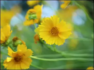 Zbliżenie, Nachyłki, Żółte, Kwiaty