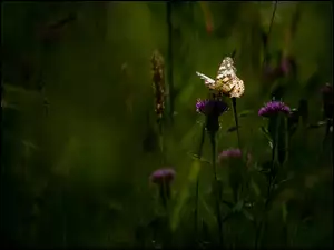 Motyl, Kwiaty, Ostrożeń