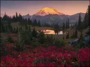 Stratowulkan Mount Rainier, Góry, Stany Zjednoczone, Park Narodowy Mount Rainier, Stan Waszyngton, Jezioro Tipsoo, Drzewa