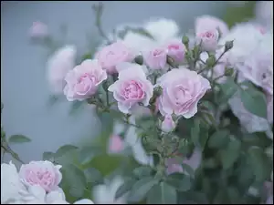 Kwiaty, Różowe, Róże, Krzew
