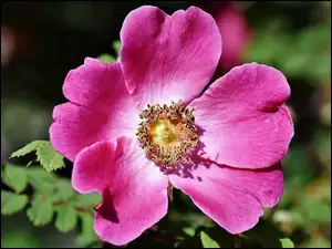 Kwiat rozwiniętej dzikiej róży