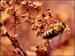 Pszczoła na kwitnącej gałązce
