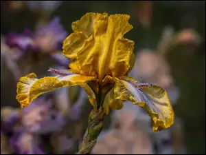 Irys, Kwiat, Żółty