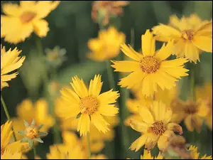 Nachyłki, Kwiaty, Żółte